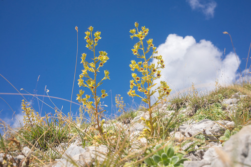 Alpine Saxifrage