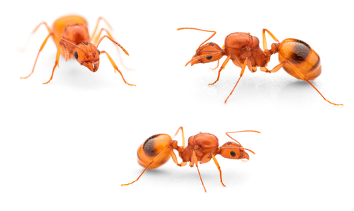 华丽盘腹蚁Aphaenogaster splendida