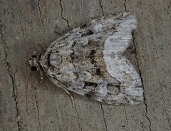 Protodeltote muscosula