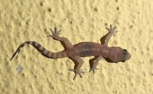 Europäischer Halbfingergecko