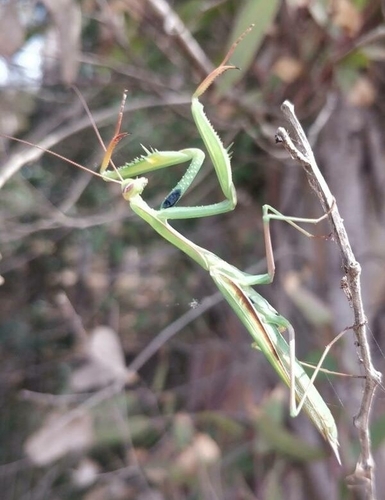 Mantide religiosa