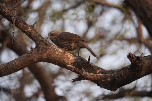 Hartlaub's Babbler (Turdoides hartlaubii), photo 5