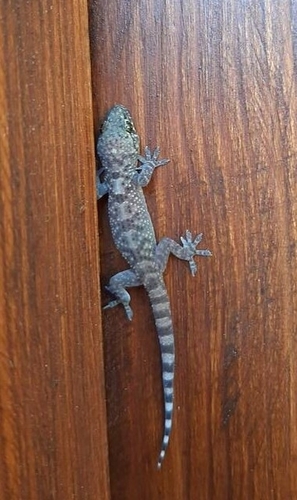 Europäischer Halbfingergecko