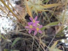 Zeltnera muehlenbergii