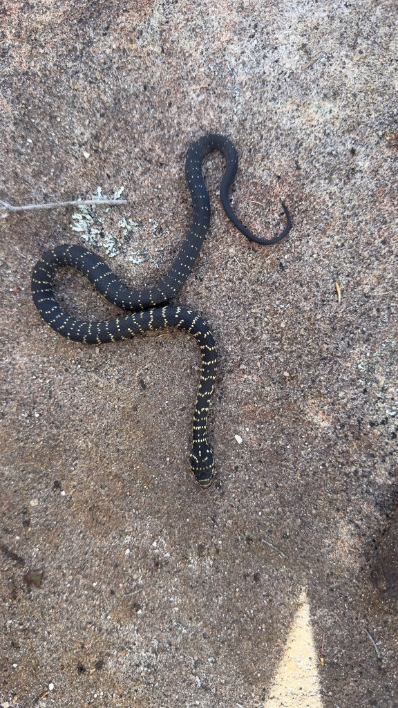 Broad-Headed Snake