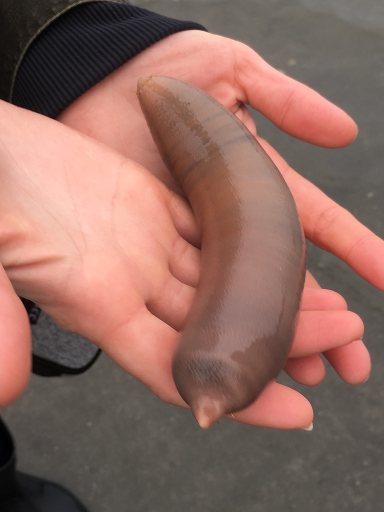 innkeeper worm