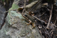 Lithobates pustulosus