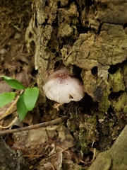 Bolbitius reticulatus