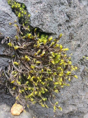 Dichelyma falcatum