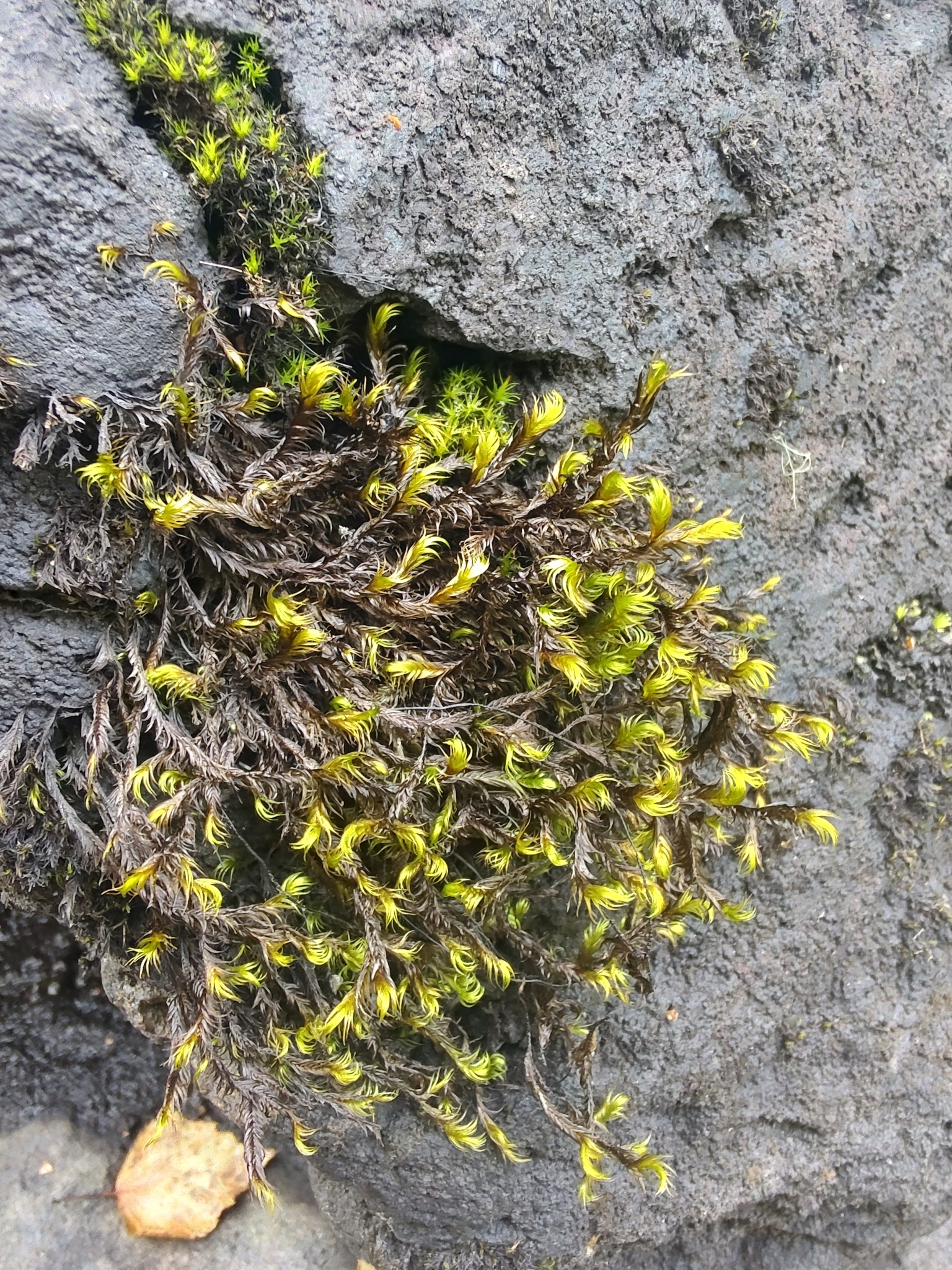 Dichelyma falcatum
