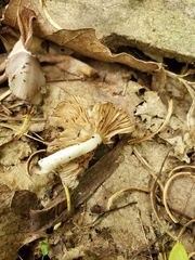 Bolbitius reticulatus