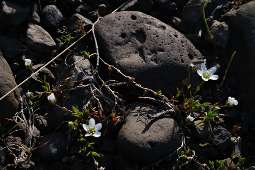 Arenaria norvegica, photograph 4