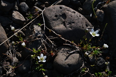 (c) fmunoz, some rights reserved (CC BY) Arenaria norvegica, photograph (c) fmunoz, some rights reserved (CC BY)