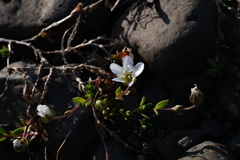 (c) fmunoz, some rights reserved (CC BY) Arenaria norvegica, photograph (c) fmunoz, some rights reserved (CC BY)