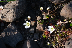 Arenaria norvegica, photograph (c) fmunoz, some rights reserved (CC BY)