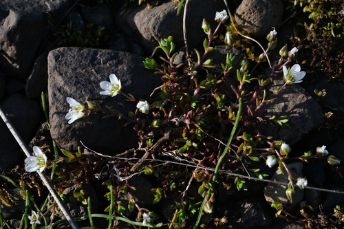 Arenaria norvegica, photograph 3