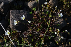 (c) fmunoz, some rights reserved (CC BY) Arenaria norvegica, photograph (c) fmunoz, some rights reserved (CC BY)