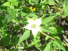 Euphorbia schiedeana