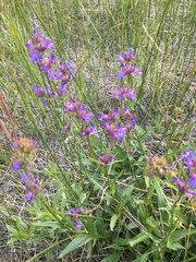 Penstemon rydbergii