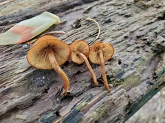 Phaeomarasmius proximans
