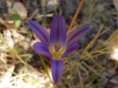 Brodiaea elegans