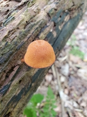 Phaeomarasmius proximans