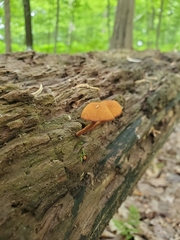 Phaeomarasmius proximans