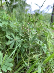 Dichanthelium commonsianum