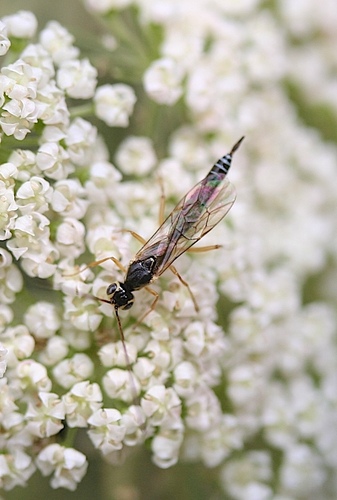 Oedemopsis scabricula