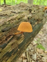 Phaeomarasmius proximans