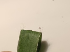 Dichanthelium commonsianum