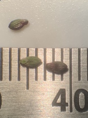Dichanthelium commonsianum