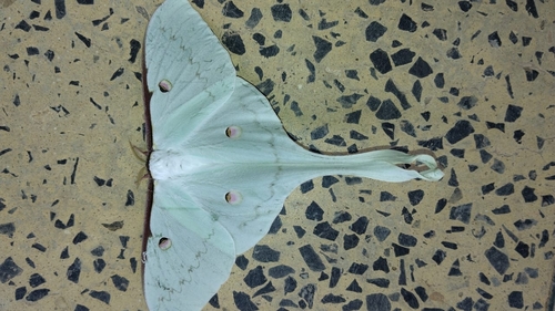 western Chinese moon moth