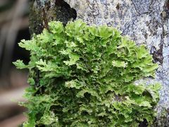 Pseudocyphellaria episticta