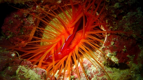 Ctenoides ales