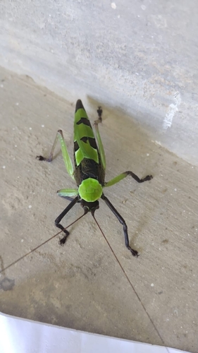 Imperial Katydid