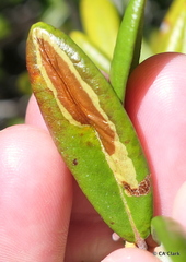 Phyllonorycter ledella