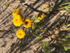 Lake Huron Tansy - Photo (c) Derek, some rights reserved (CC BY), uploaded by Derek
