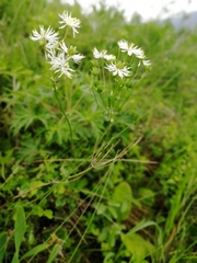 Thalictrum petaloideum