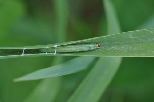Large Chequered Skipper