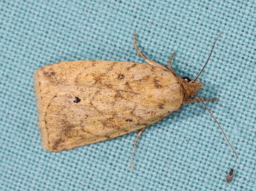 Xylostola indistincta