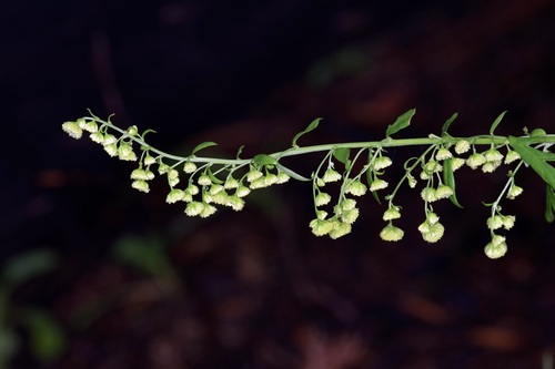 Image of Artemisia franserioides by (c) Michelle W. （鍾偉瑋）, some rights reserved (CC BY)