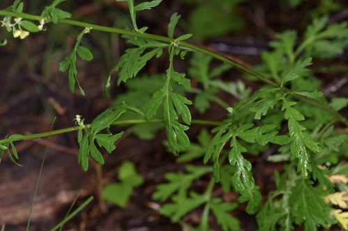 Image of Artemisia franserioides by (c) Michelle W. （鍾偉瑋）, some rights reserved (CC BY)
