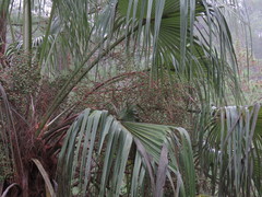 Brahea salvadorensis