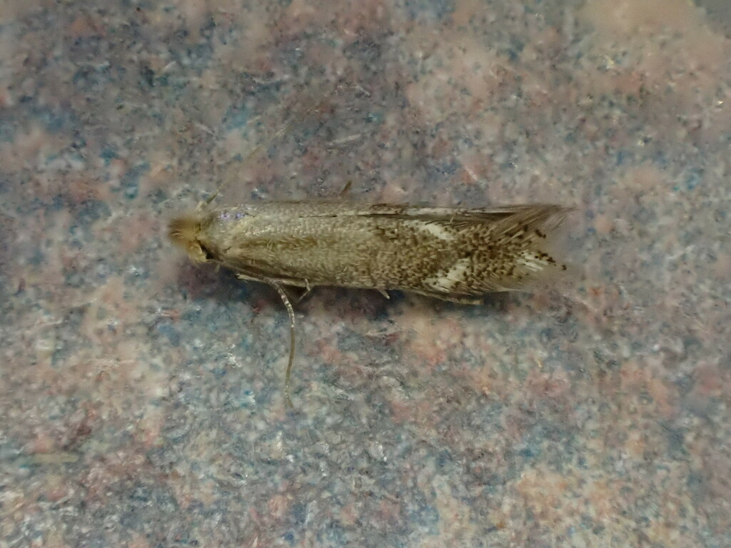 Saltern Bent-wing