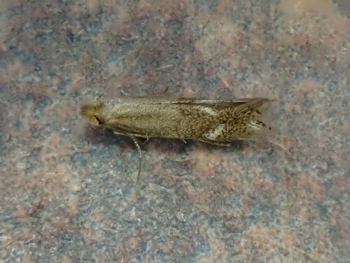 Saltern Bent-wing