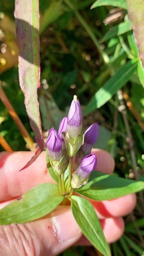 Image of Gentianella auriculata by no rights reserved
