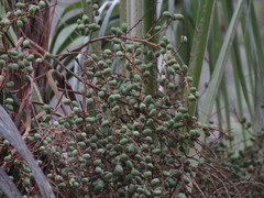 Brahea salvadorensis