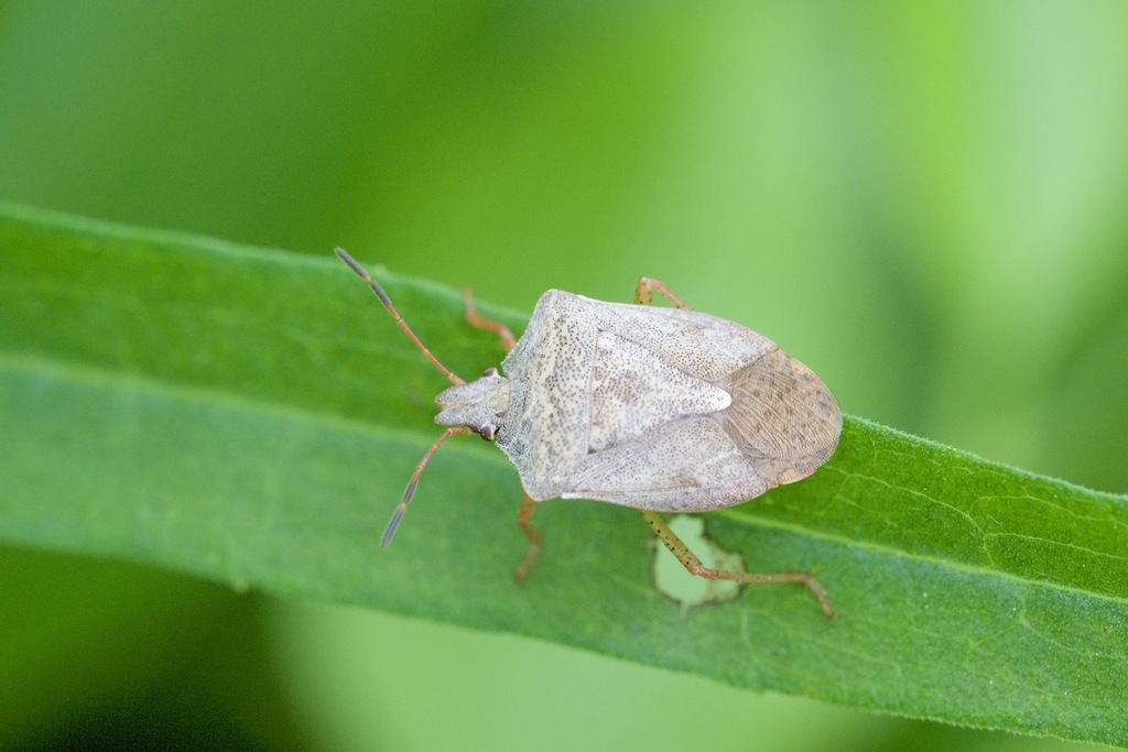 Brown stink bug (Euschistus servus)