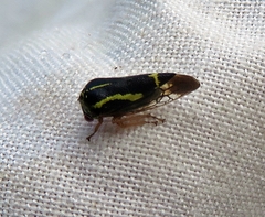 Ophiderma flava